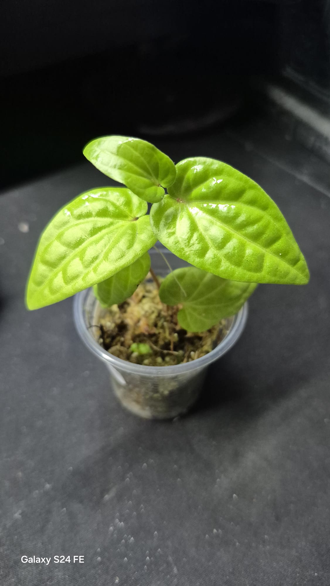 Piper sp. Red Veins
